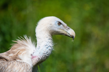 Closeup portrait of a eurasian griffon