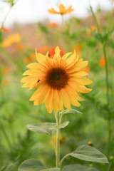 Single natural sunflower in field