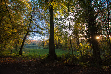 View between trees over meadows on an autumn forest in the light of the evening sun.