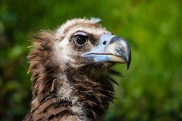 Closeup portrait of a young eurasian griffon