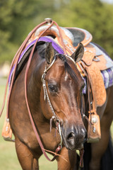 Western Horse Portrait