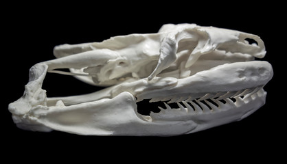 snake skull