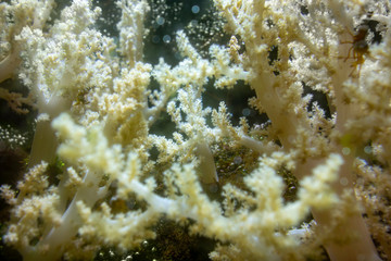soft coral closeup