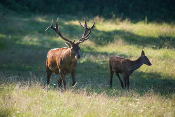 European red deer stag with a fawn in a meadow