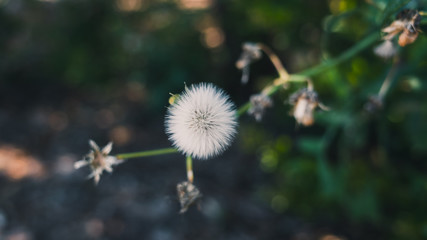 Dandelion