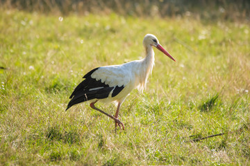 White stork walking in a meadow