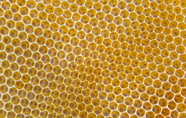 lots of honeycombs