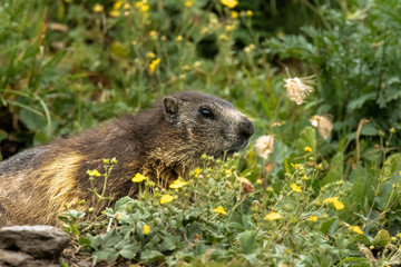 prim o piano di una marmotta in mezzo all'erba