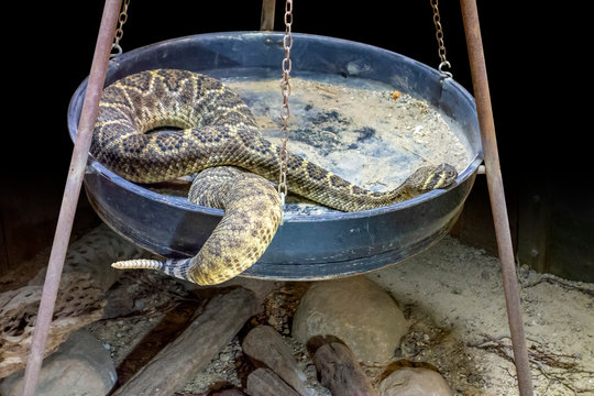 Western diamondback rattlesnake