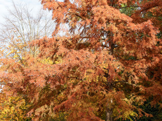 Metasequoia glyptostroboides |  Branches pendantes du Métaséquoia de Chine ou sapin d'eau au feuillage rouge cuivré d'automne, garni de cônes globuleux
