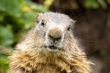 primo piano di una marmotta