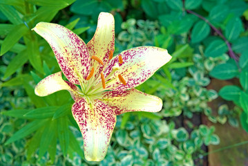 Daylily flower with purple spots on the petals.