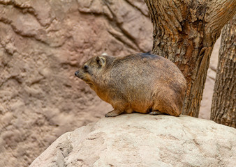 rock hyrax in stony ambiance