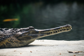 Gharial on the edge of a river