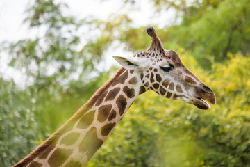 Closeup of a giraffe in front of trees