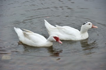Obraz premium patos blancos