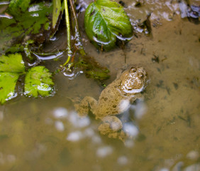 Fire-bellied toad