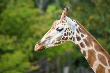 Closeup of a giraffe in front of trees