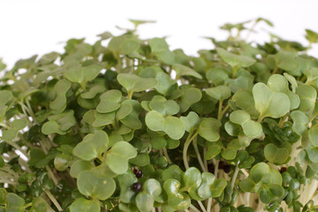Garden Cress