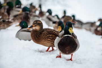 Ducks 3