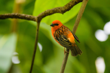 Male madagascan red fody in a tree