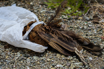 Dead bird in a plastic bag