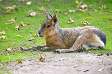 Mara hare laying on the ground