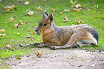 Naklejka na ściany i meble Mara hare laying on the ground