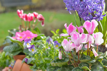 close on petals of a pink cyclamen among other flower in garden
