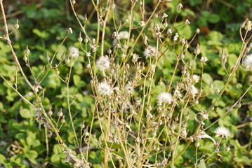 a withered dandelion grass