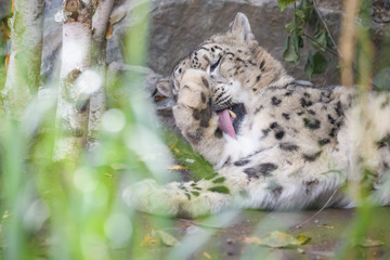 Naklejka na ściany i meble Closeup of a snow leopard in a rocky environment