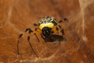 A giant spider (Nephilingis cruentata) eating a bug in your web. Atlantic Forest in Paraty, Rio de Janeiro