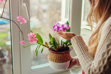 Dendrobium orchid and bougainvillea. Woman taking care of home plats. Woman holding pot in basket...