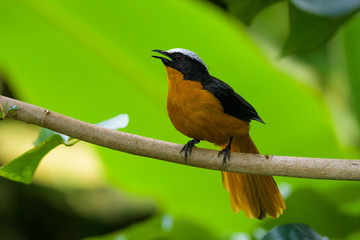 White-crowned robin-chat in a tree