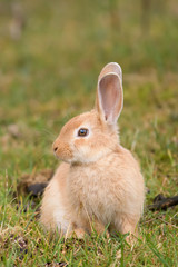 Domestic bunny in a field