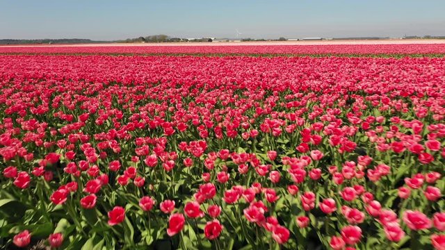 Low angle drone flight over beautiful blooming pink tulip flowers, agriculture and scenic landscape in the Netherlands