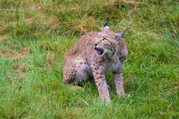 Closeup of a european lynx looking at birds for prey