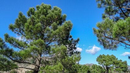 Corsica is a beautiful french island in Mediterranean sea