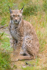 Closeup of a european lynx in high grass