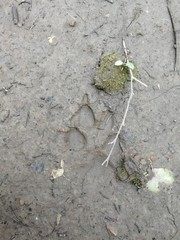 predator tracks