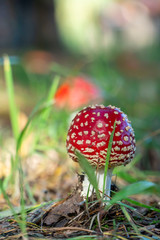 Muchomor czerwony las polski