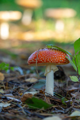 Muchomor czerwony las polski