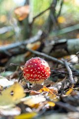 Muchomor czerwony las polski © anetaduk