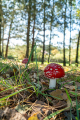 Muchomor czerwony las polski