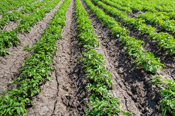potato rows of young plants in a field