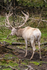 Leucistic european red deer stag in a forest