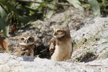 Little owls side by side 