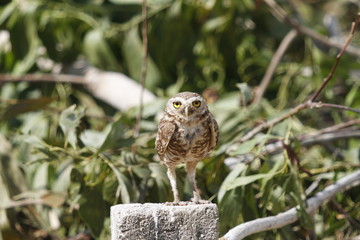 great brown owl
