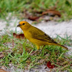 robin on green grass