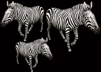 Fototapeta na wymiar three black and white zebra and black background